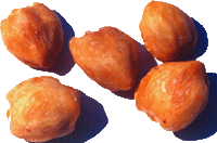 Candlenut