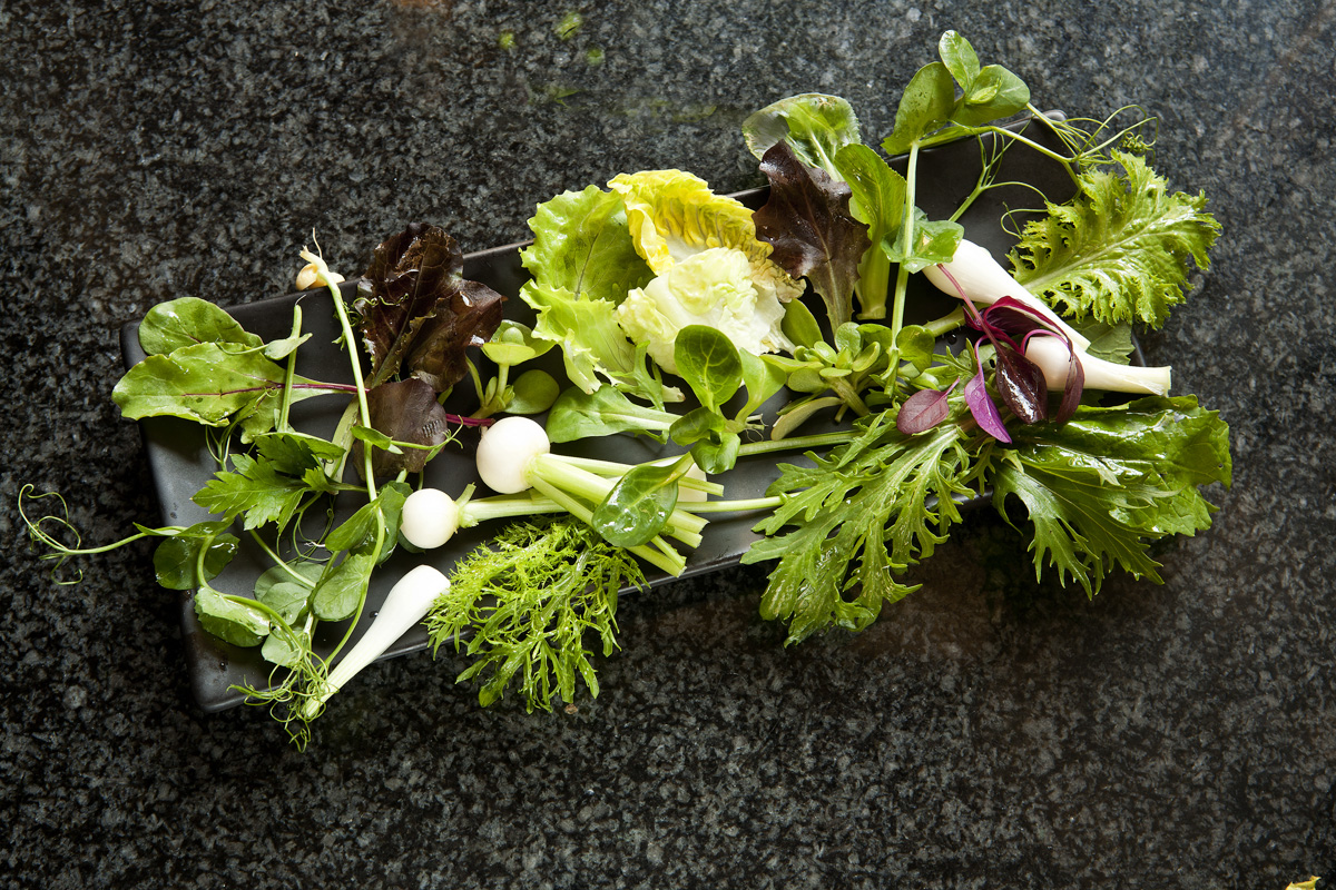 mesclun kicsi_0834.jpg