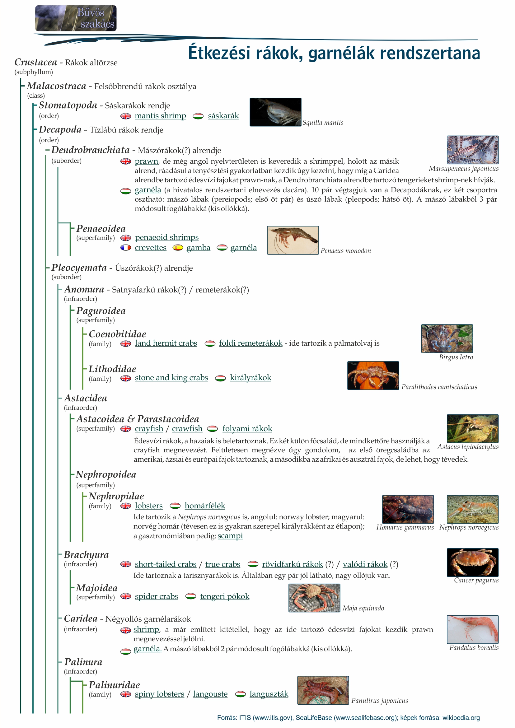 Rak gasztro rendszertan