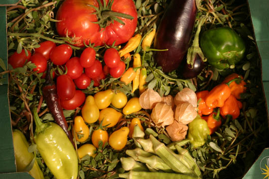 G%c3%b3li%c3%a1th vegyest%c3%a1l kicsi