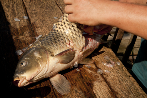 Halle ponty lefejtes 2286