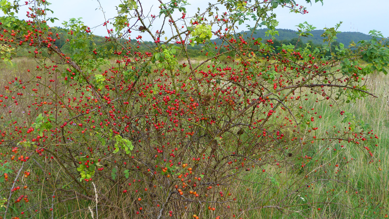 Csipkebogyo p1030951