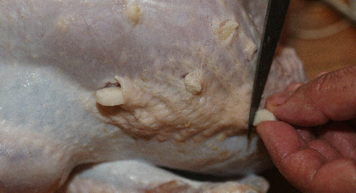 Pulyka spekel levagas 6537