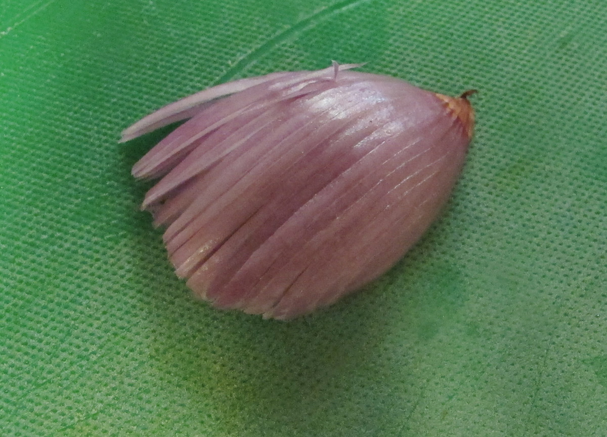 Hagyma vagy 8821