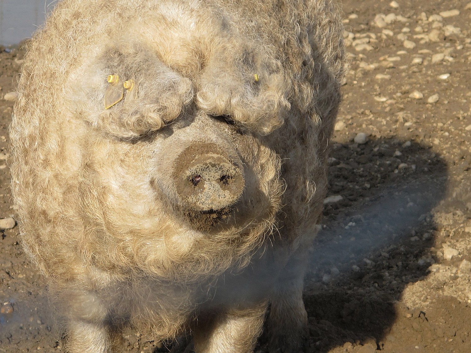 Mangalica 6559