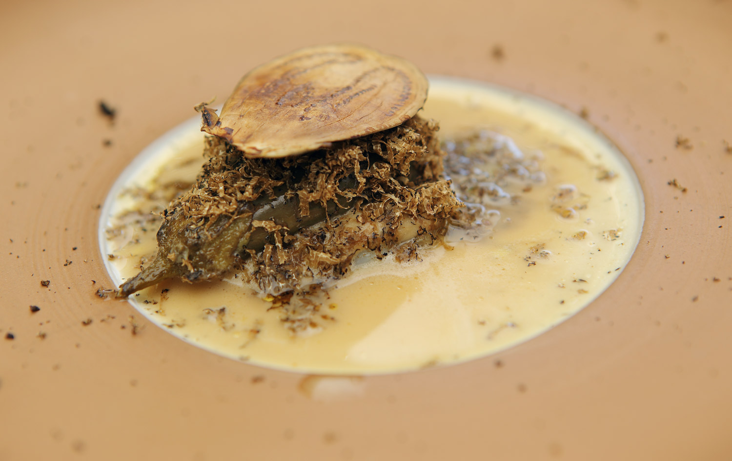 Taubenkobel melanzani 9538