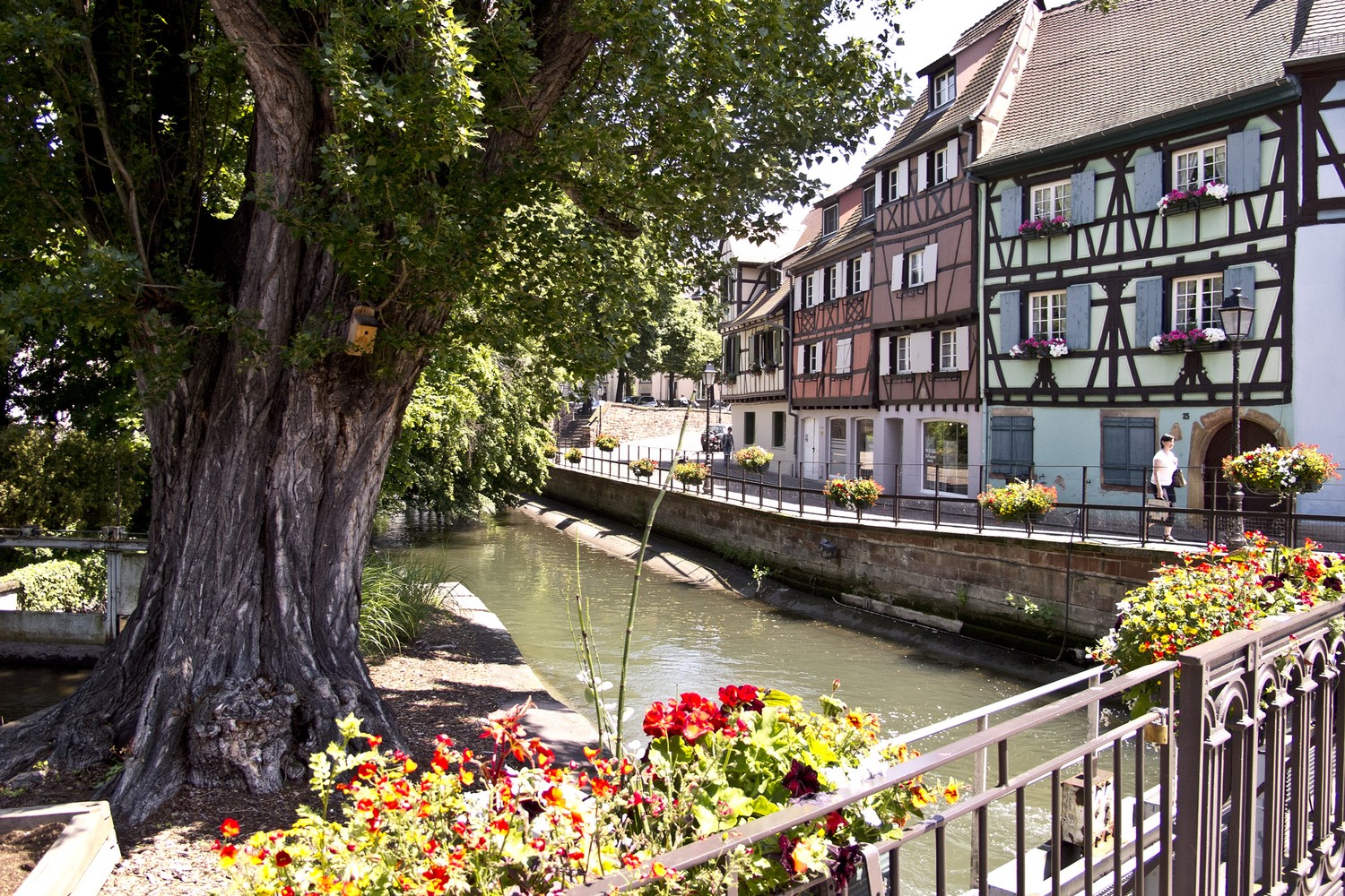 Colmar latkep bittera 7559