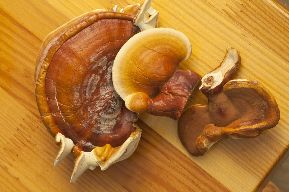 Gomba pincegomba ganoderma
