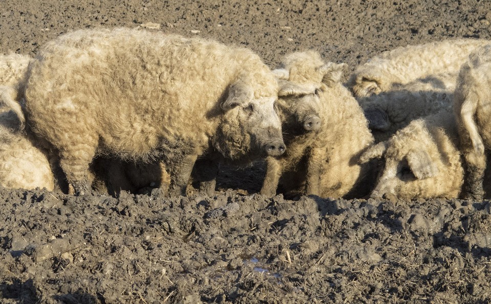 Baumgartner mangalica 6475
