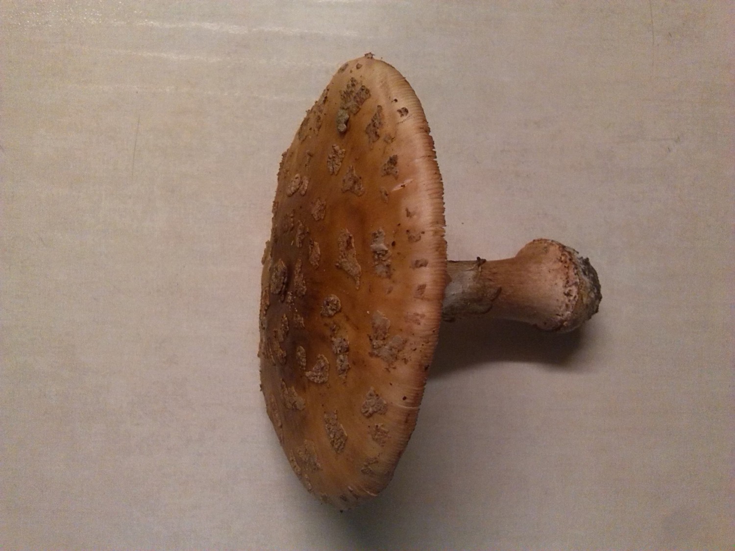 Gomba pirulogaloca