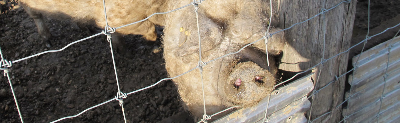 Orrmany mangalica 6564