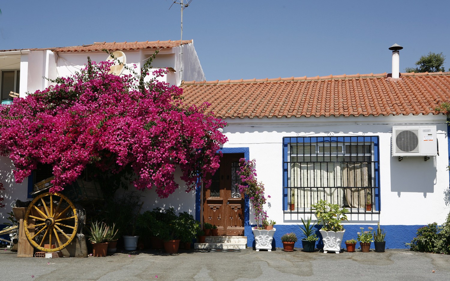 Bougainviller mg 7989