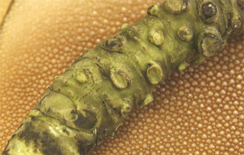 Wasabi darabka(1)