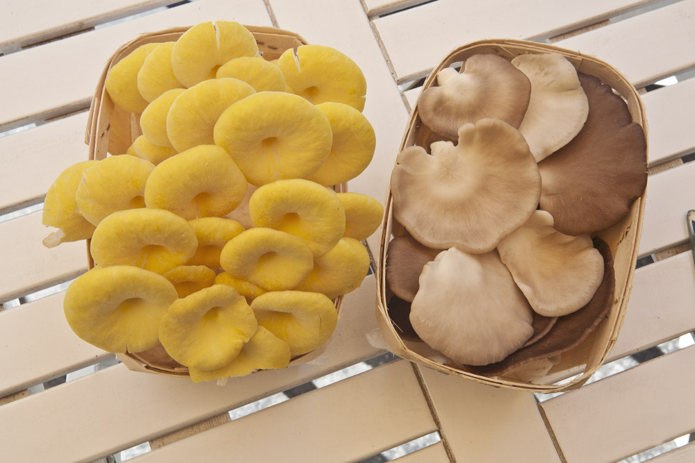 Gomba pincegomba golden oyster szaka