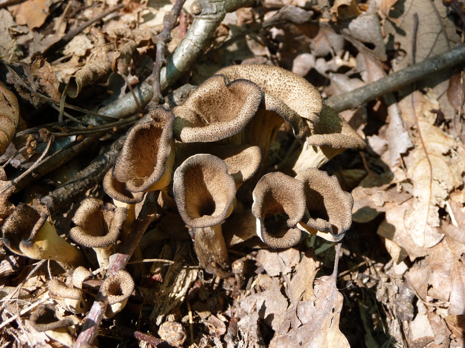 Gomba trombita