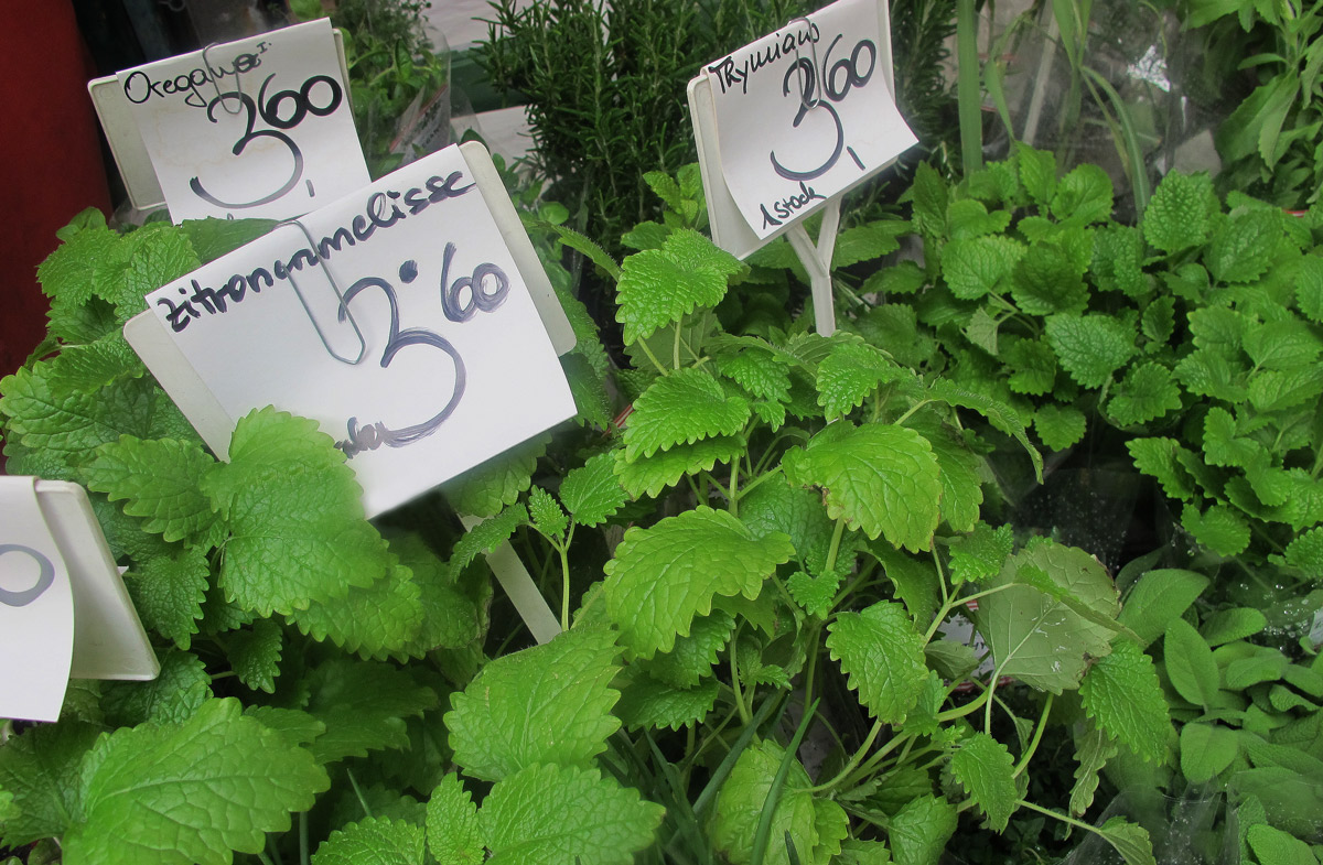 Herbes kraeuter wien naschmarkt 7492