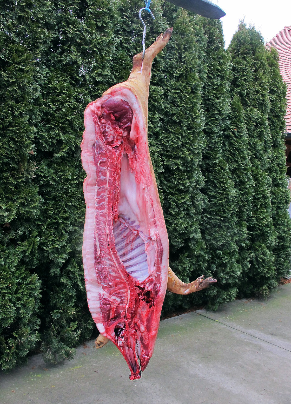 Feldiszno mangalica 6586