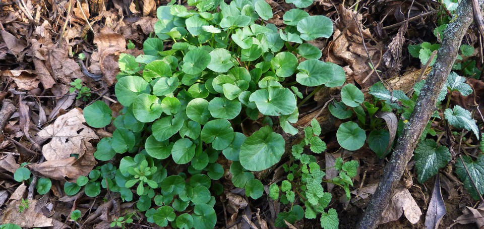 Salataboglarka p1030697