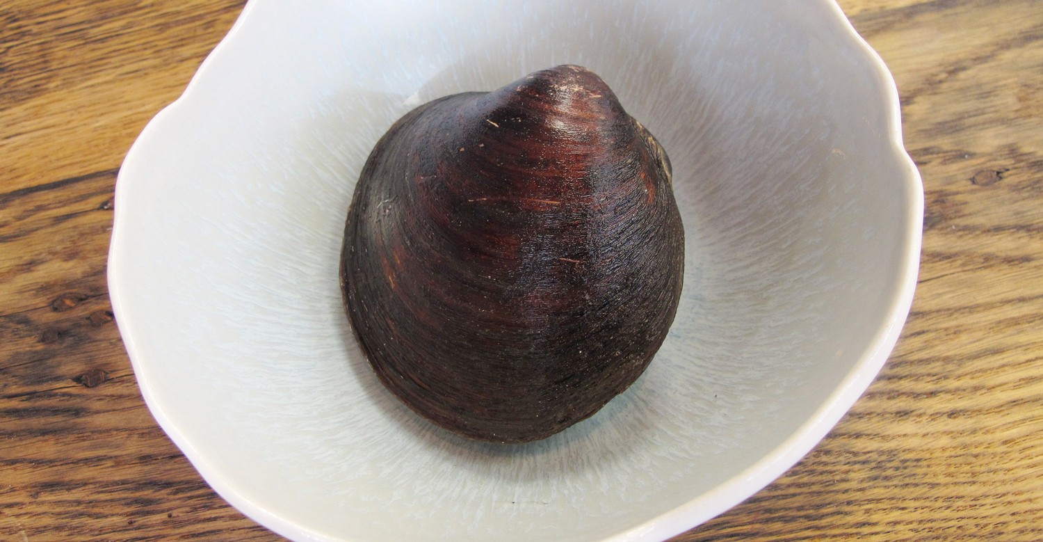 Kagylo 3864