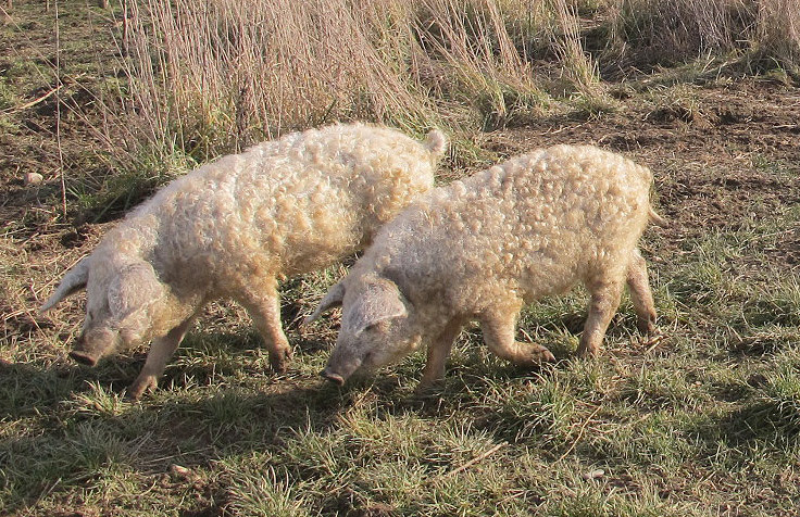 Mangalica 6512