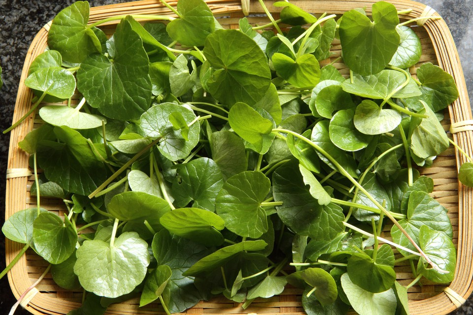 Salataboglarka natur 9364