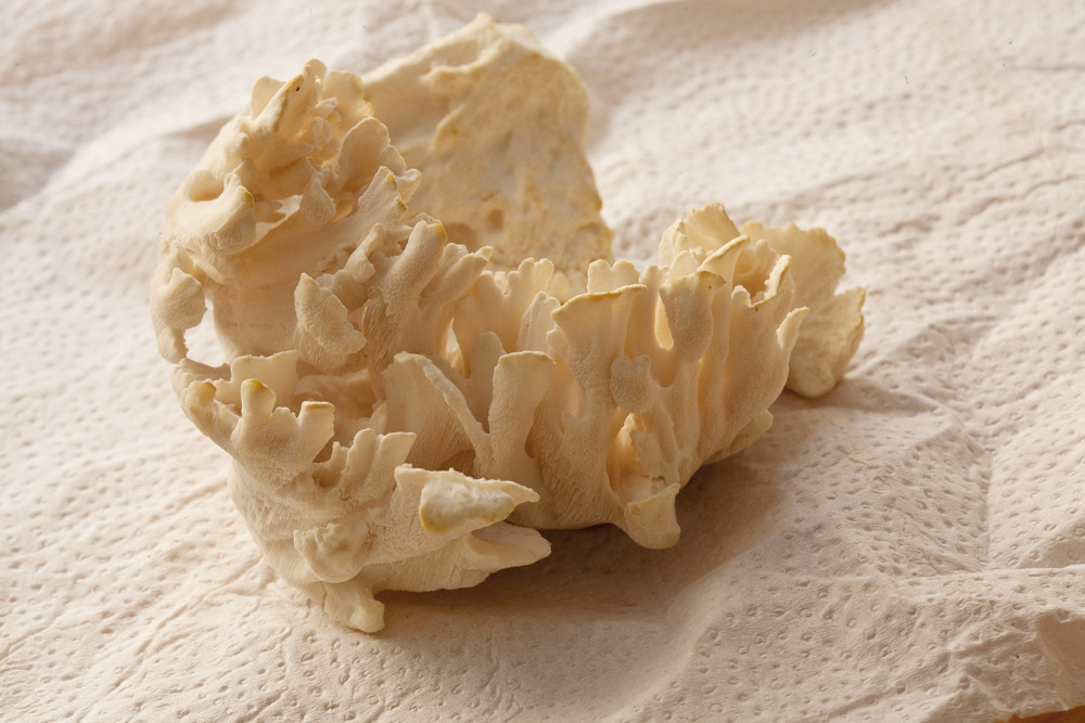 Gomba pincegomba maitake