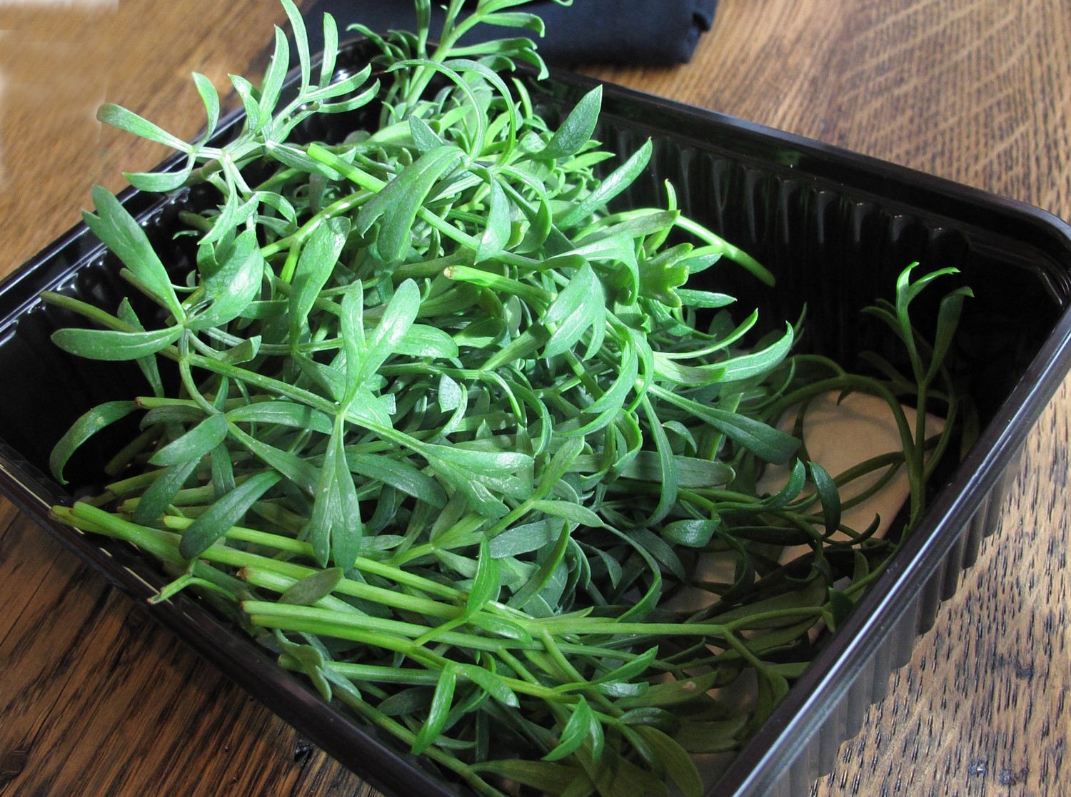 Sea fennel 3416