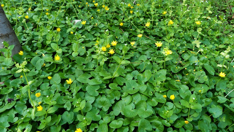 Salataboglarka p1030721 3