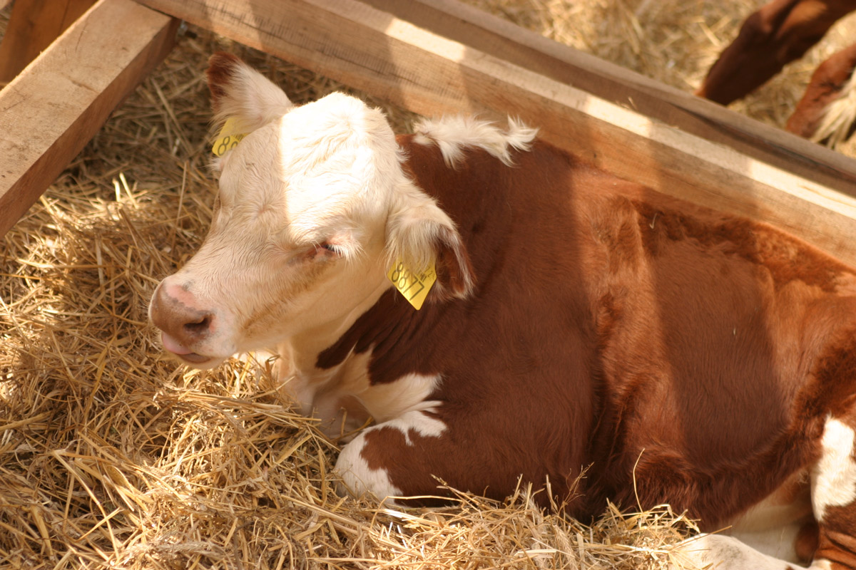 Img hereford borju 4402