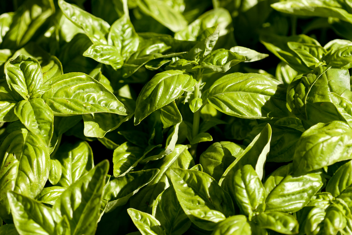 Herbes bazsalikom 